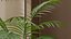3D Kentia Marius House Plant model