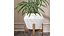 3D Kentia Marius House Plant model