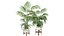 3D Kentia Marius House Plant model
