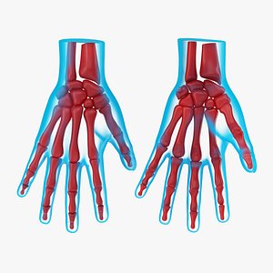 Hand Anatomy Blue