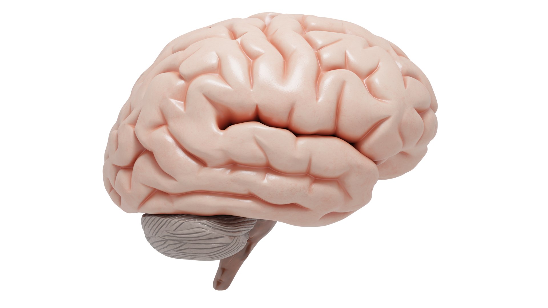 Human Brain Dissection 3D - TurboSquid 1515274