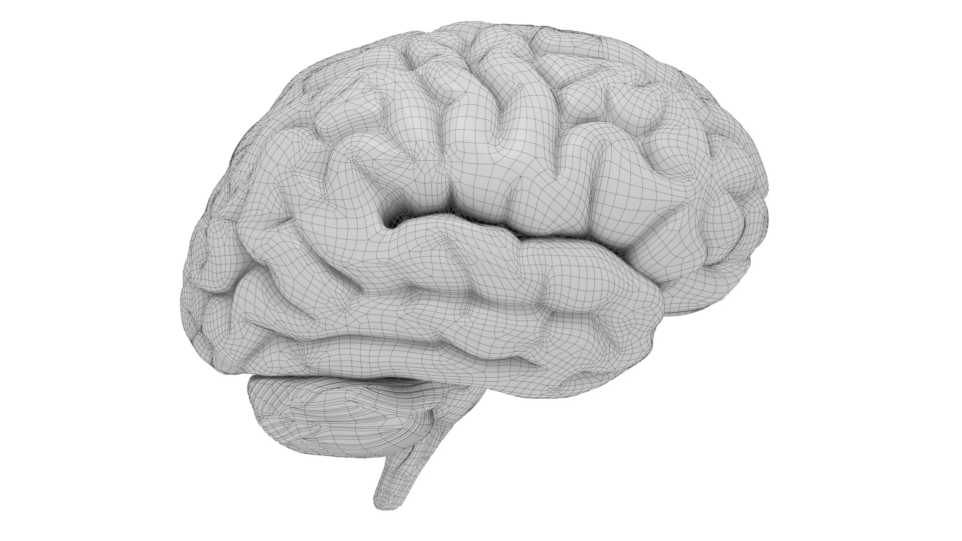 Human Brain Dissection 3D - TurboSquid 1515274