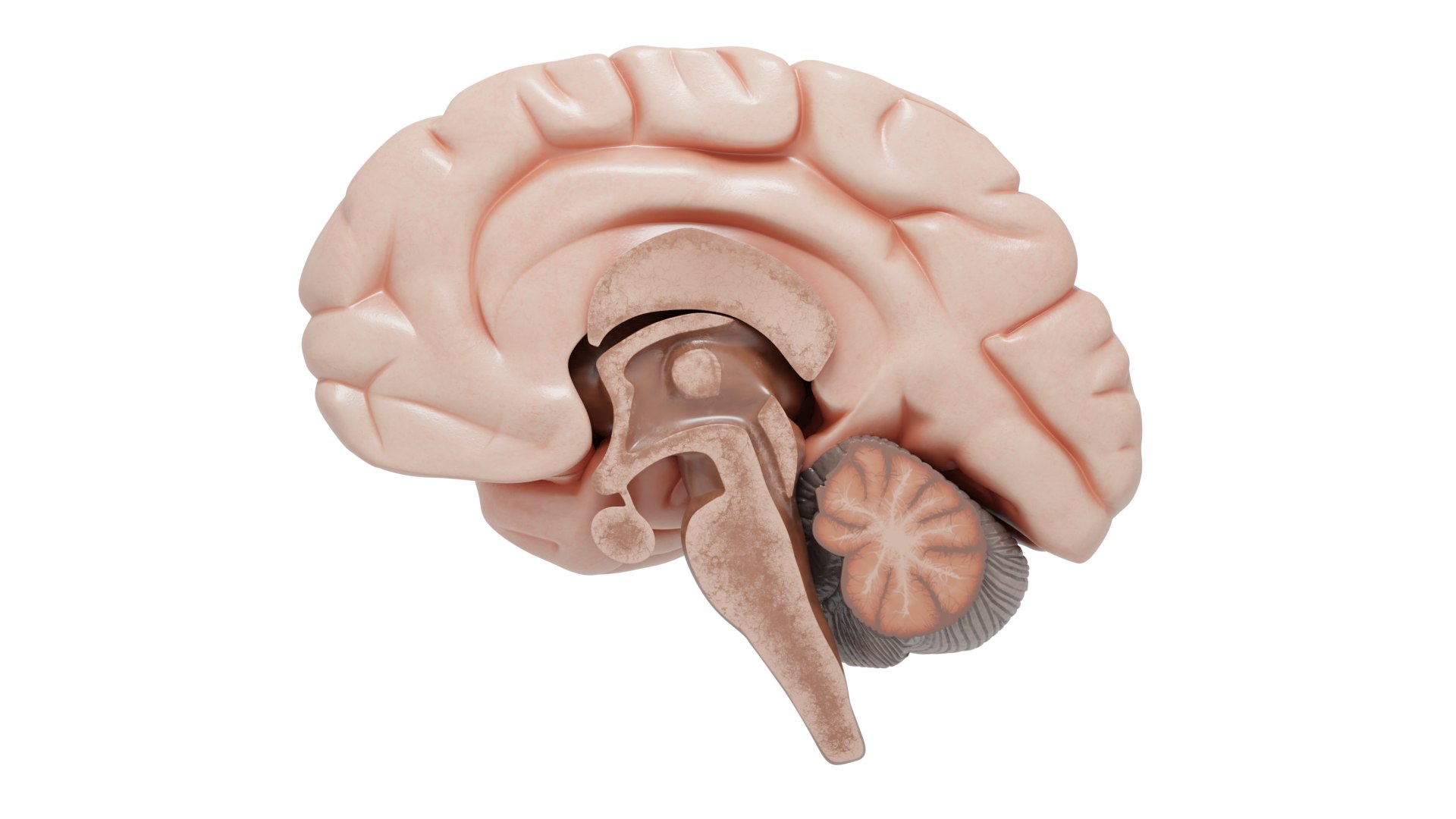 Human Brain Dissection 3D - TurboSquid 1515274
