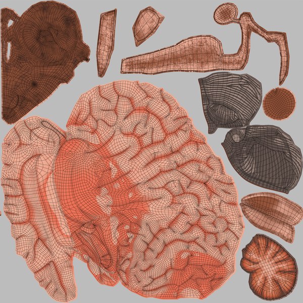 Human brain dissection 3D - TurboSquid 1515274
