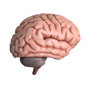 Brain Dissection High Detail
