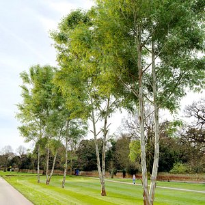3D Eucalyptus 2 model