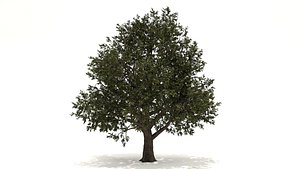 Red Oak Tree 3d Model