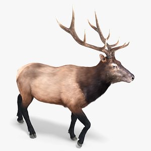 Wapiti Walk Fur Animated Rigged For Blender 3D model