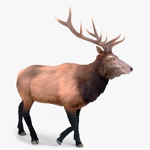 Wapiti Walk Fur Animated Rigged For Blender 3D model