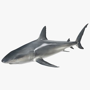 Caribbean Reef Shark Rigged 3D model