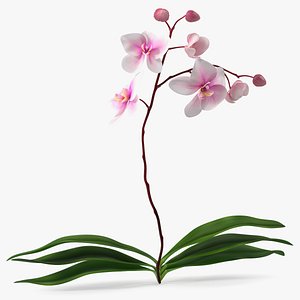 Phalaenopsis Orchid Plant 3D model