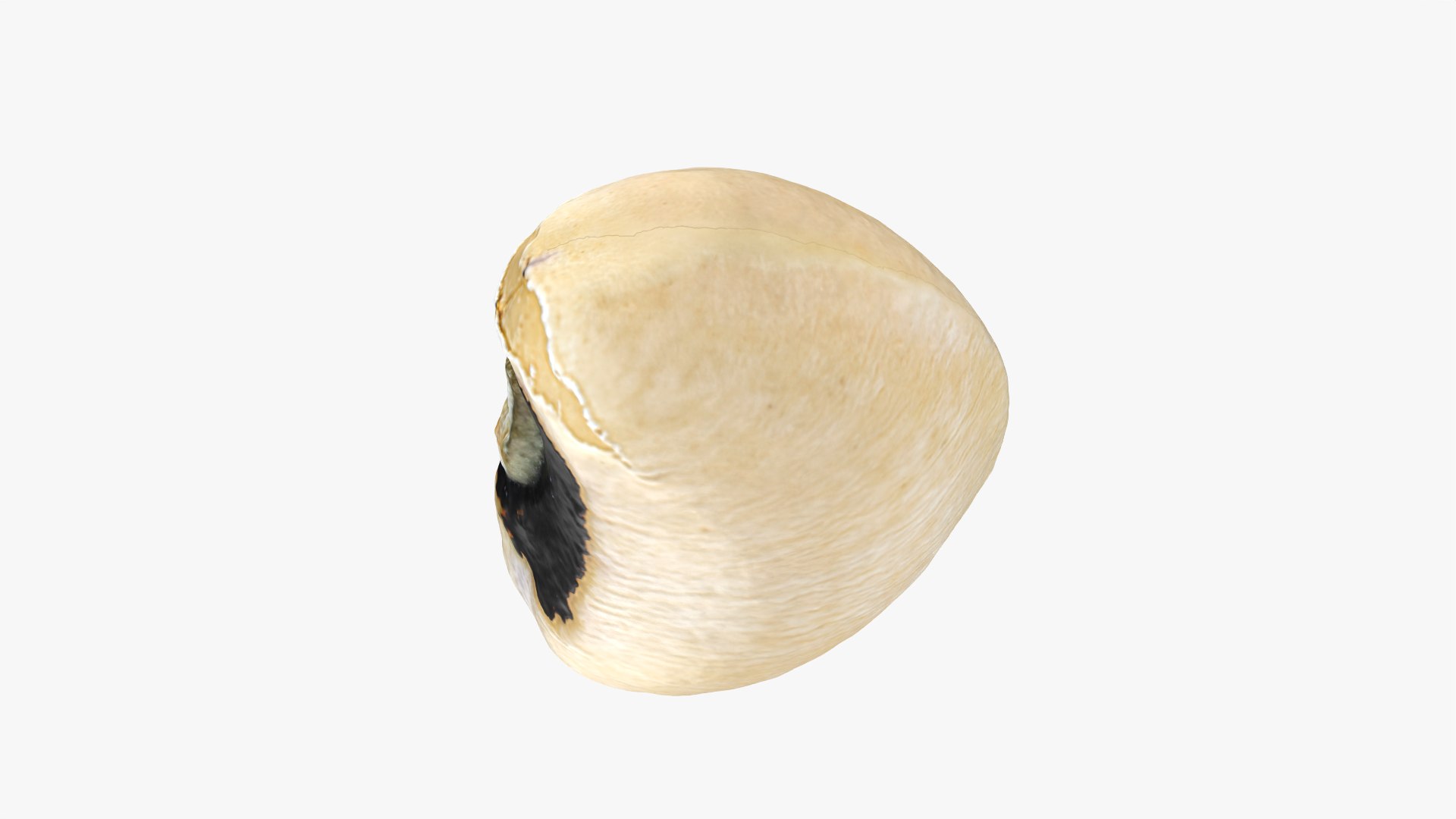 3D Black Eyed 02 model https://p.turbosquid.com/ts-thumb/wp/tiSmYH/gn/blackeyed02_0004/png/1765028411/1920x1080/fit_q87/d14fd5d2f6b1a91d59004f66cd2f75845474cc9f/blackeyed02_0004.jpg