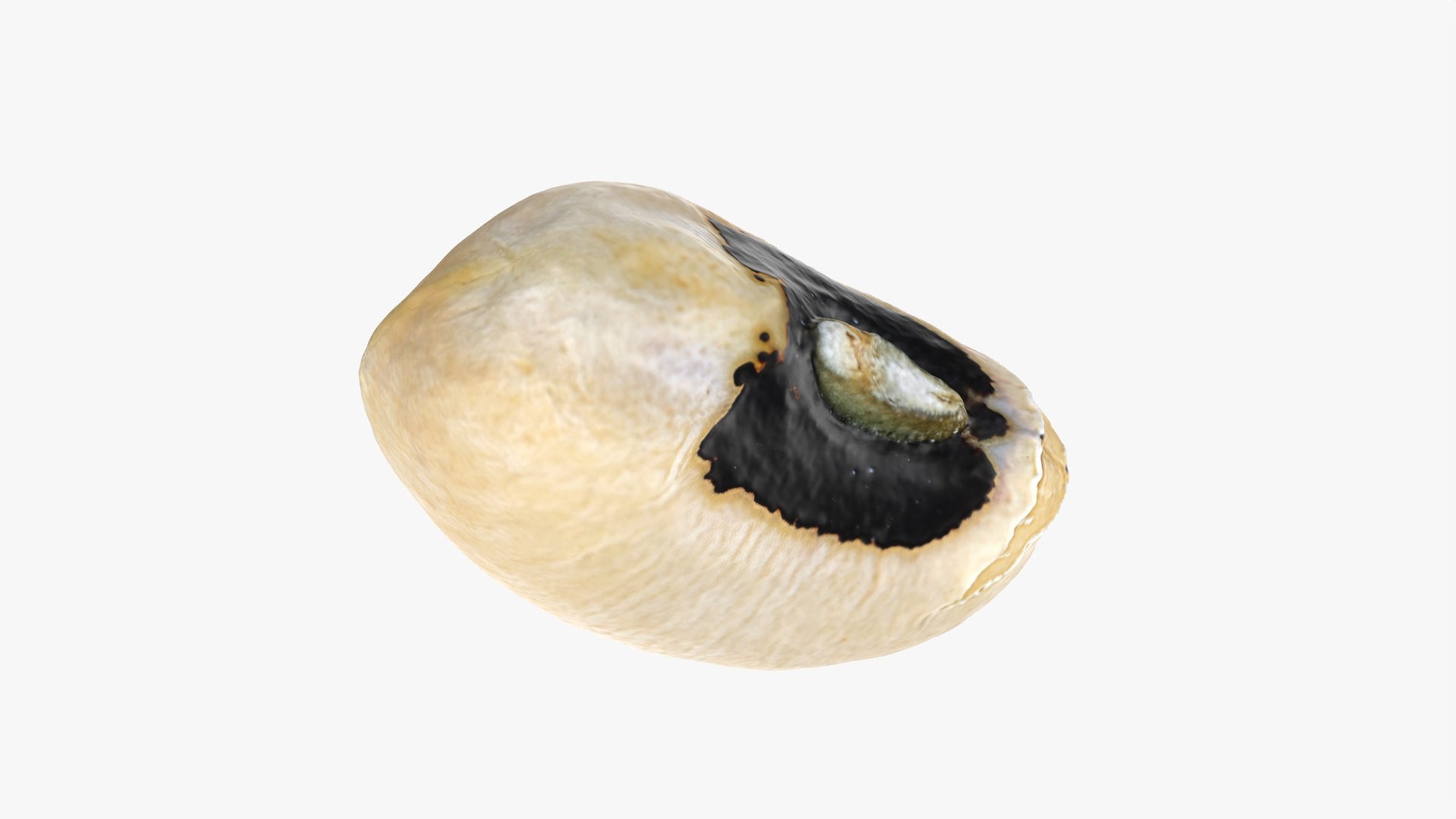 3D Black Eyed 02 model https://p.turbosquid.com/ts-thumb/wp/tiSmYH/k4/blackeyed02_0009/png/1765028434/1920x1080/fit_q87/5b874c734e6390fac9052db3e5d0b37aa3ec06ba/blackeyed02_0009.jpg