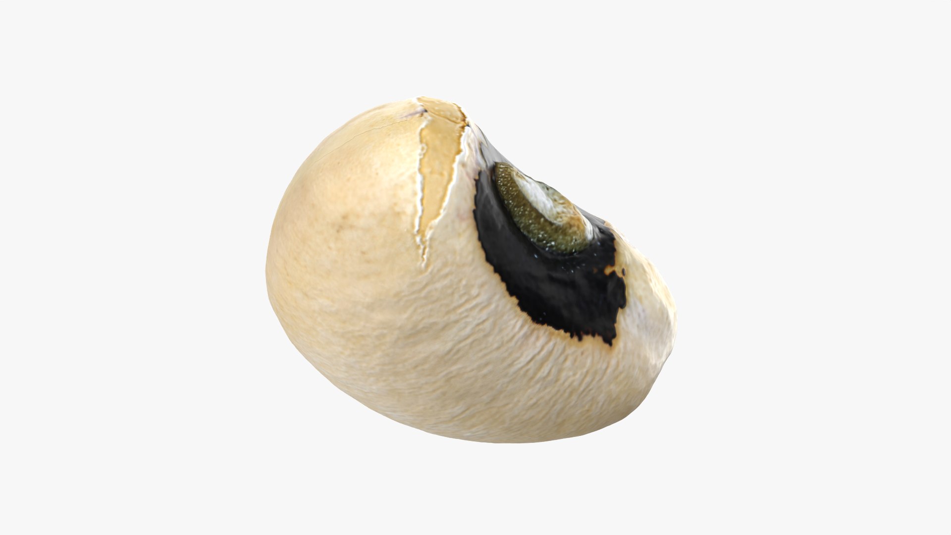 3D Black Eyed 02 model https://p.turbosquid.com/ts-thumb/wp/tiSmYH/vf/blackeyed02_0012/png/1765028447/1920x1080/fit_q87/95592821a3ee9f5e628926ccc79332dfdd0dd76d/blackeyed02_0012.jpg