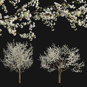 Prunus salicina - Chinese Plum - Japanese Plum 01 3D model