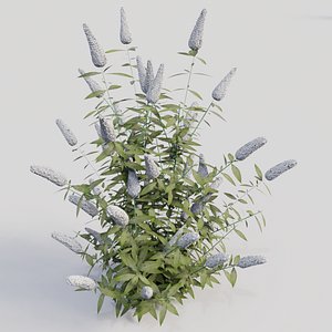Buddleja davidii (White)
