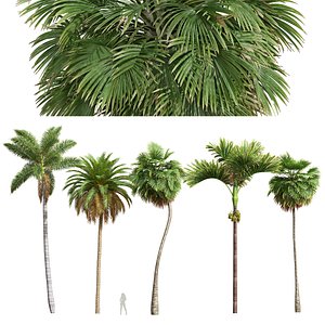 Borassus Flabellifer and Catechu and Roystonea Regia and Phoenix Canariensis-5 differend trees model