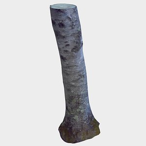 birch tree stump 3D model