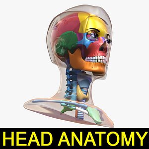 3d female head anatomy eye