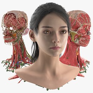Head Skin and Anatomy Asian Female