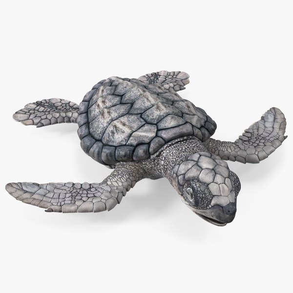 Baby Sea Turtle Gray 3D model