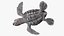 Baby Sea Turtle Gray 3D model