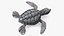 Baby Sea Turtle Gray 3D model
