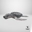 Baby Sea Turtle Gray 3D model