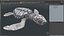 Baby Sea Turtle Gray 3D model