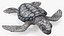 Baby Sea Turtle Gray 3D model