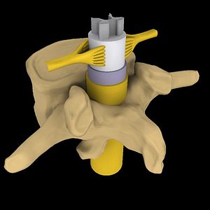 Spinal cord.max