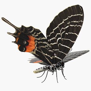bhutan glory swallowtail butterfly 3D model