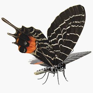 Bhutan Glory Swallowtail Butterfly with Fur 3D Model
