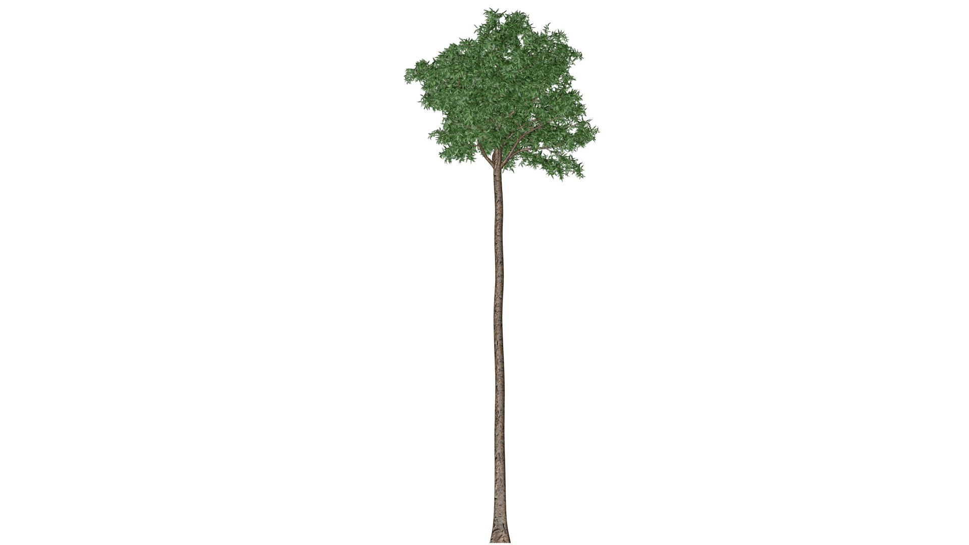 3D Flooded Gum Tree - 04 - https://p.turbosquid.com/ts-thumb/wq/pLBM5Z/Bk/fg_43/png/1742115544/1920x1080/fit_q87/ceef9e9ee6e54c9493c6a4b49019b0cb6b4f5425/fg_43.jpg