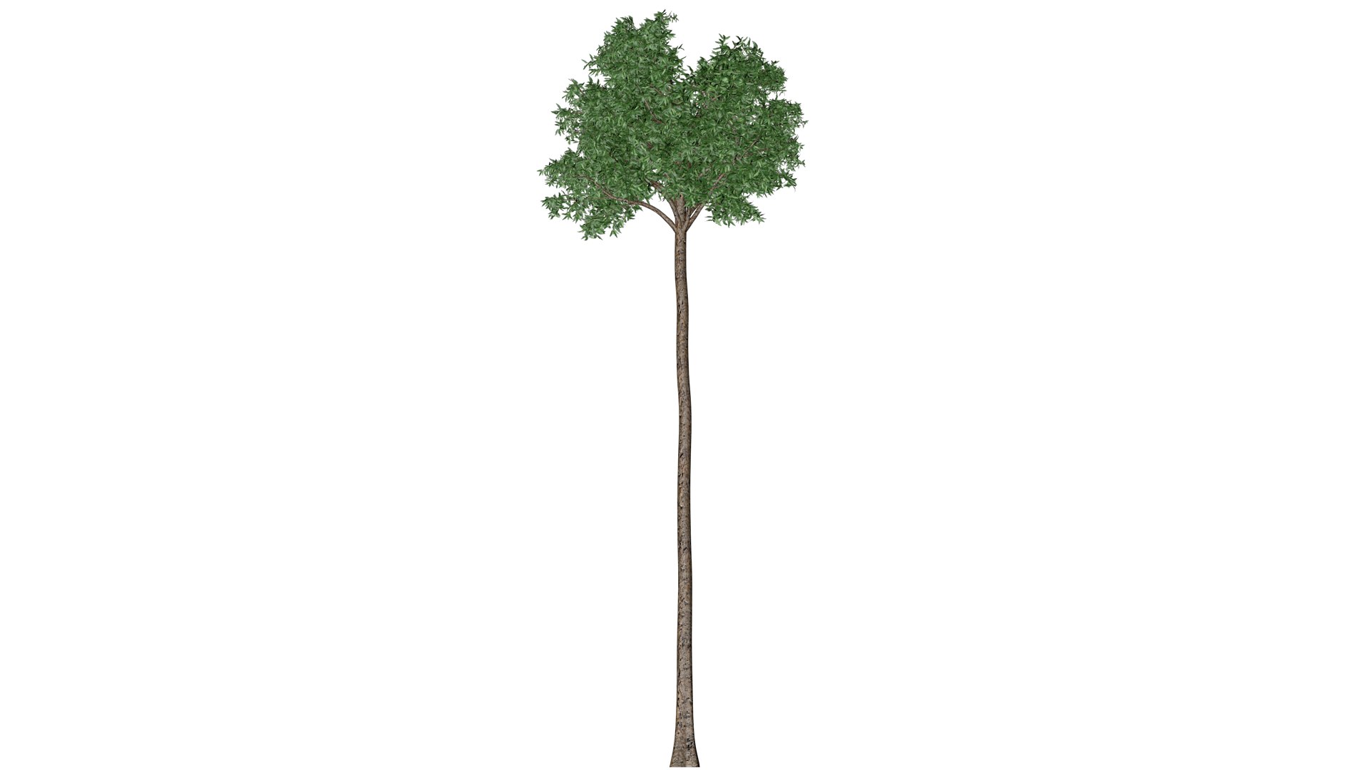 3D Flooded Gum Tree - 04 - https://p.turbosquid.com/ts-thumb/wq/pLBM5Z/hn/fg_4/png/1742115543/1920x1080/fit_q87/17b3fed07d8034d783ace263579321ff7ab3b239/fg_4.jpg