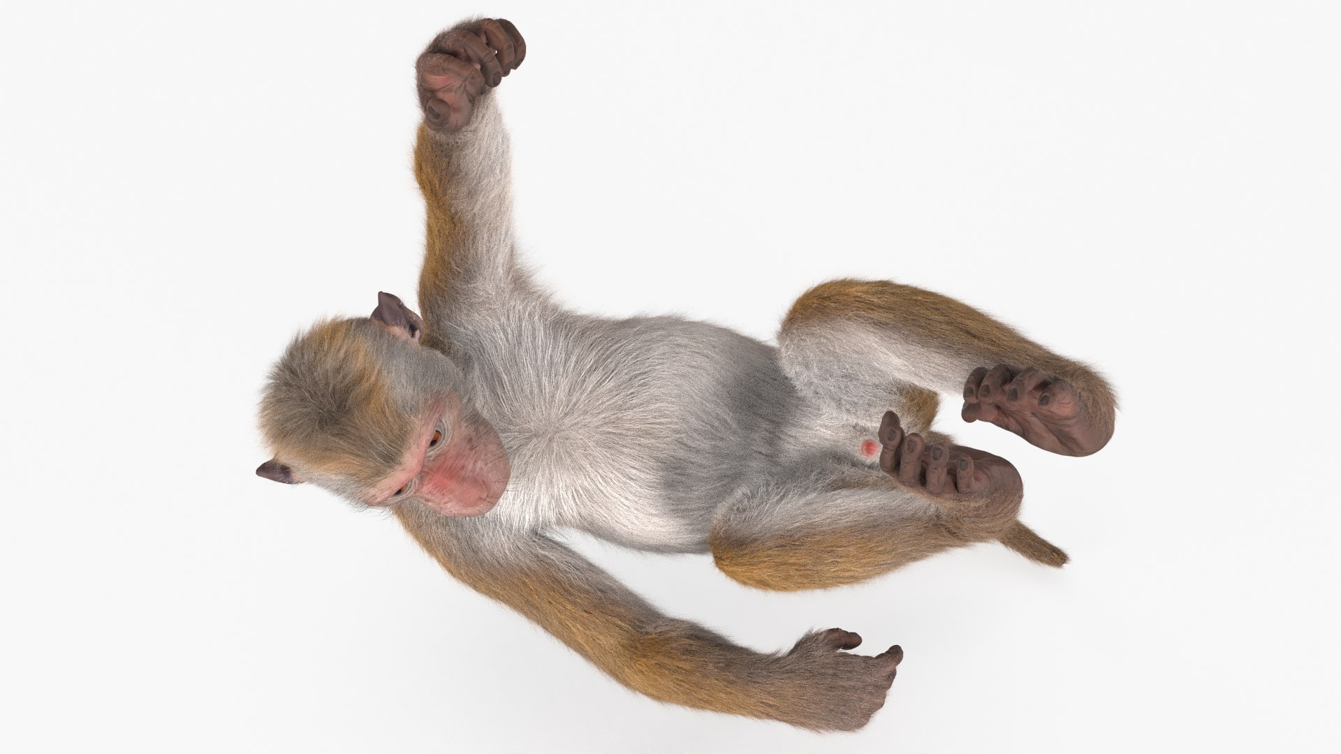 Hanging Macaque Light Brown Fur model https://p.turbosquid.com/ts-thumb/wq/pjyBa9/GV/hanging_macaque_light_brown_fur_007/jpg/1752707649/1920x1080/fit_q87/1e0f868d8611e6ac13fd796827f4b818c9c1ffa2/hanging_macaque_light_brown_fur_007.jpg