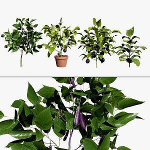 3D model Detailed Eggplant Model