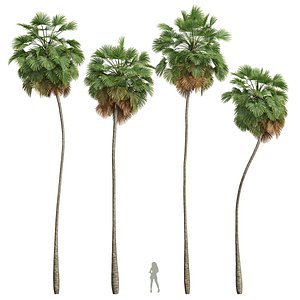 New Plant High detail Borassus Flabellifer 3D