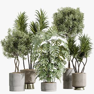 AV Indoor Plants Set 401 Mission Kalamata and Spineless Yucca and Elegant Monstera