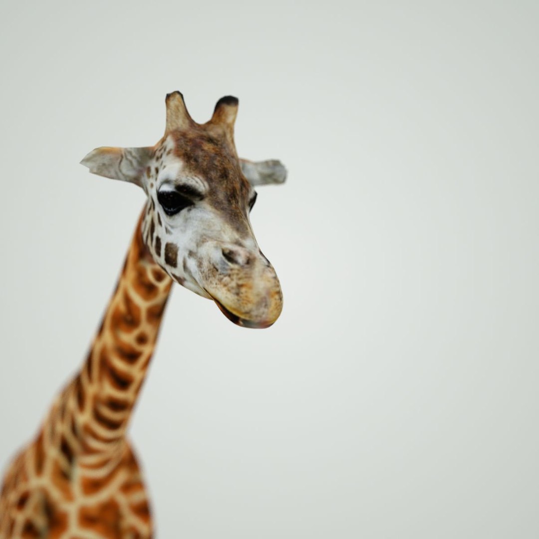 3d Model Of Giraffe