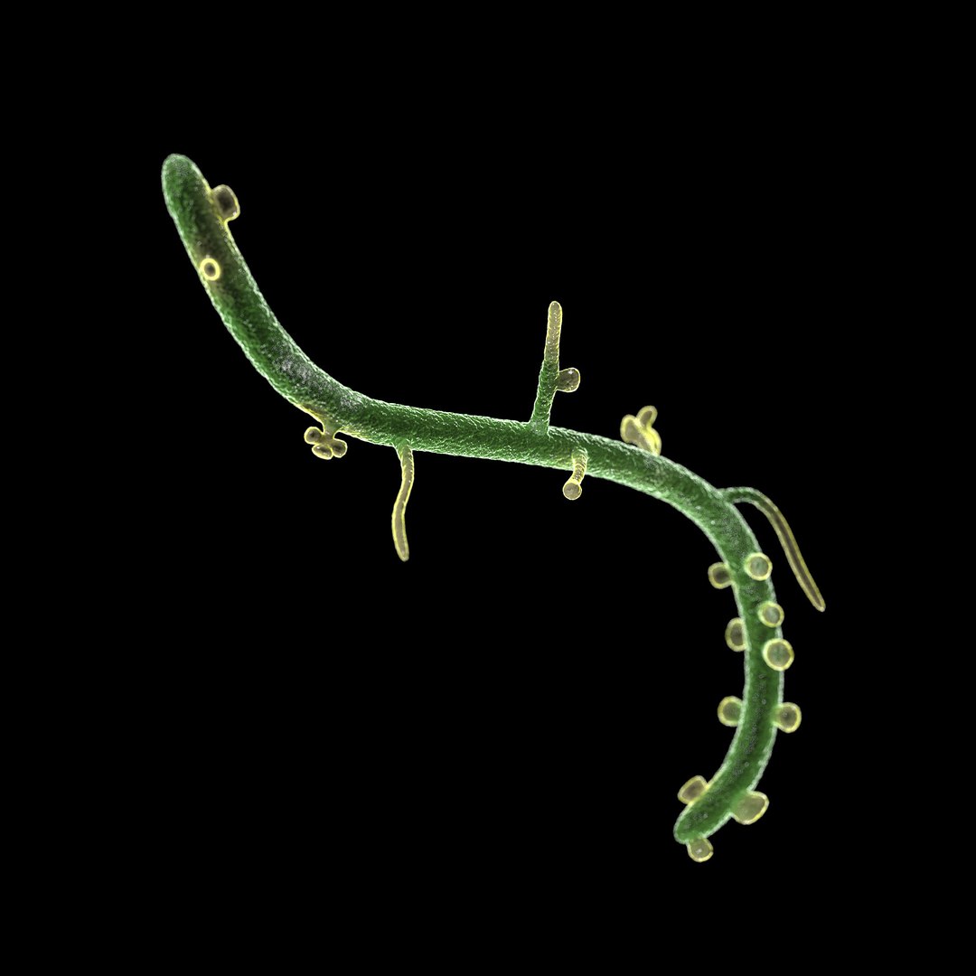 Microbes Micro Bacteria Cells 3D Model - TurboSquid 1626080
