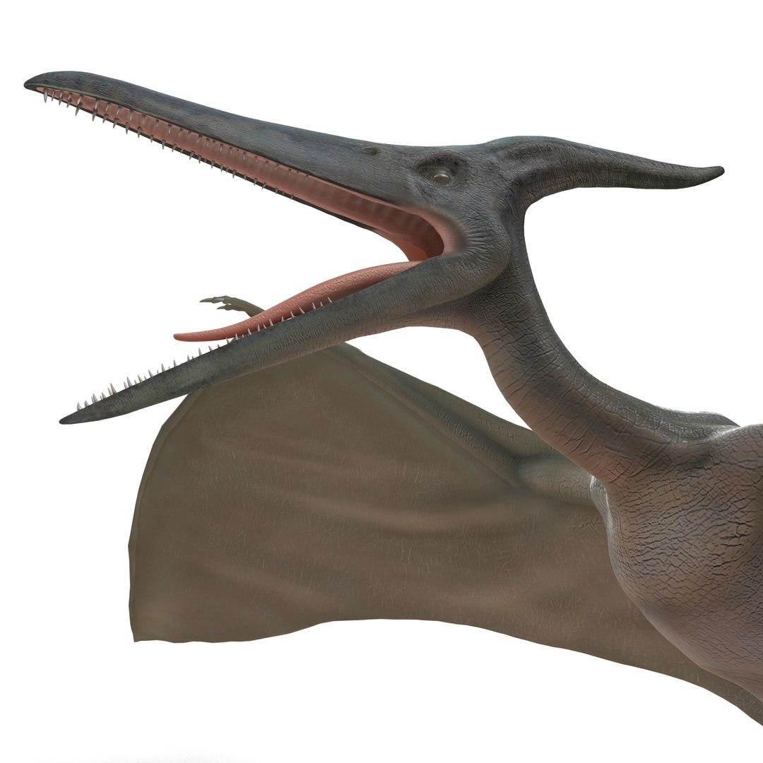 max pterodactyl https://p.turbosquid.com/ts-thumb/wr/AapZM4/BO5grcqd/pterodactyl_13/jpg/1407940954/1920x1080/fit_q87/a2cded36dc473ec2864db6f6fcddb92f443b58b8/pterodactyl_13.jpg