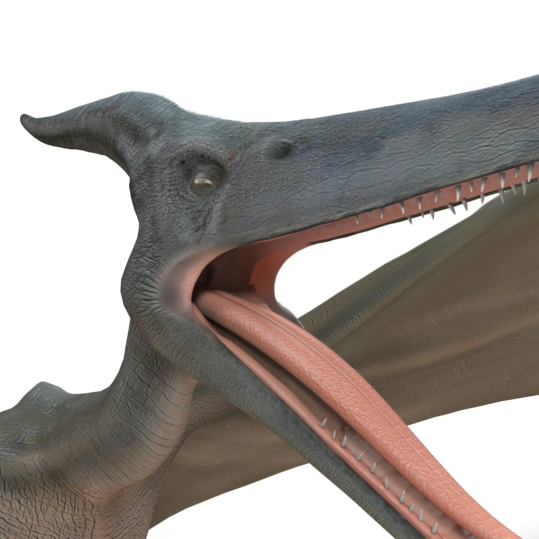 max pterodactyl https://p.turbosquid.com/ts-thumb/wr/AapZM4/VNDX0O8Q/pterodactyl_19/jpg/1407940921/1920x1080/fit_q87/a6f2ce574706b8546582ccdc2f15b099ff7ae83d/pterodactyl_19.jpg