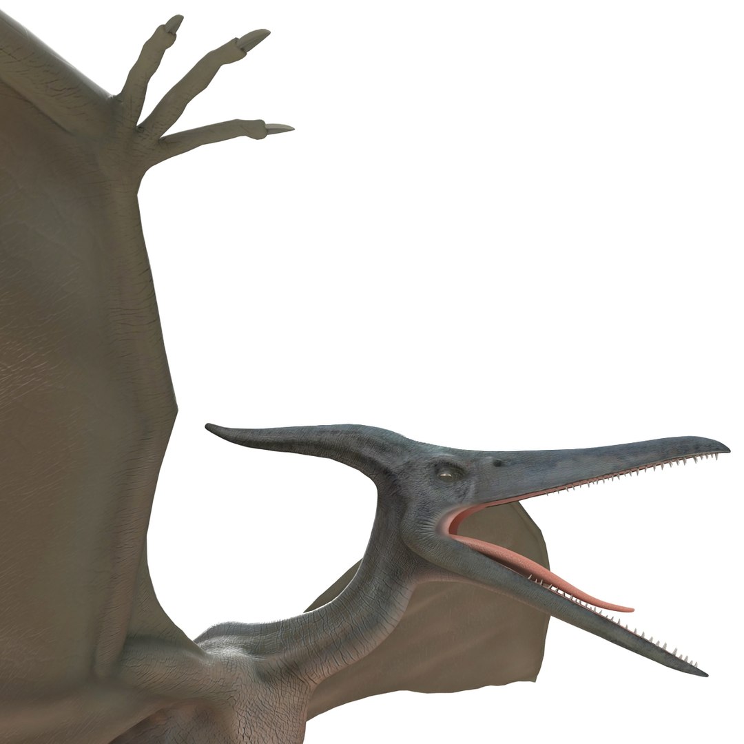 max pterodactyl https://p.turbosquid.com/ts-thumb/wr/AapZM4/WWBoF2LK/pterodactyl_17/jpg/1407940917/1920x1080/fit_q87/cdc8d4d80dbb126de80c92fde182ab1b9c39e06b/pterodactyl_17.jpg