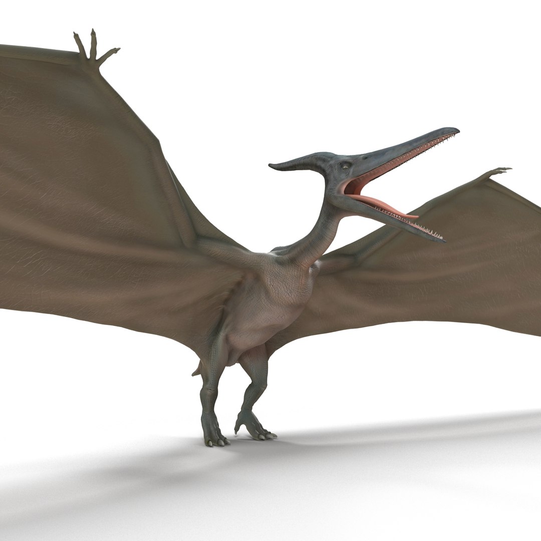 max pterodactyl https://p.turbosquid.com/ts-thumb/wr/AapZM4/XFWUoZFW/pterodactyl_22/jpg/1407940926/1920x1080/fit_q87/904e3ecfbe236d13f4688bc9065cc227f213a5a7/pterodactyl_22.jpg