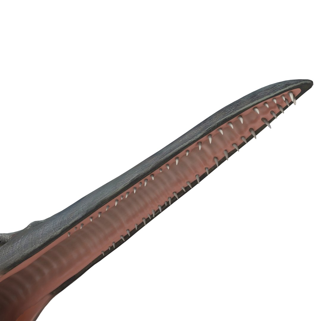 max pterodactyl https://p.turbosquid.com/ts-thumb/wr/AapZM4/glduvaMv/pterodactyl_24/jpg/1407940930/1920x1080/fit_q87/bc122fcb7821282cf129790beda458c96b7c836e/pterodactyl_24.jpg