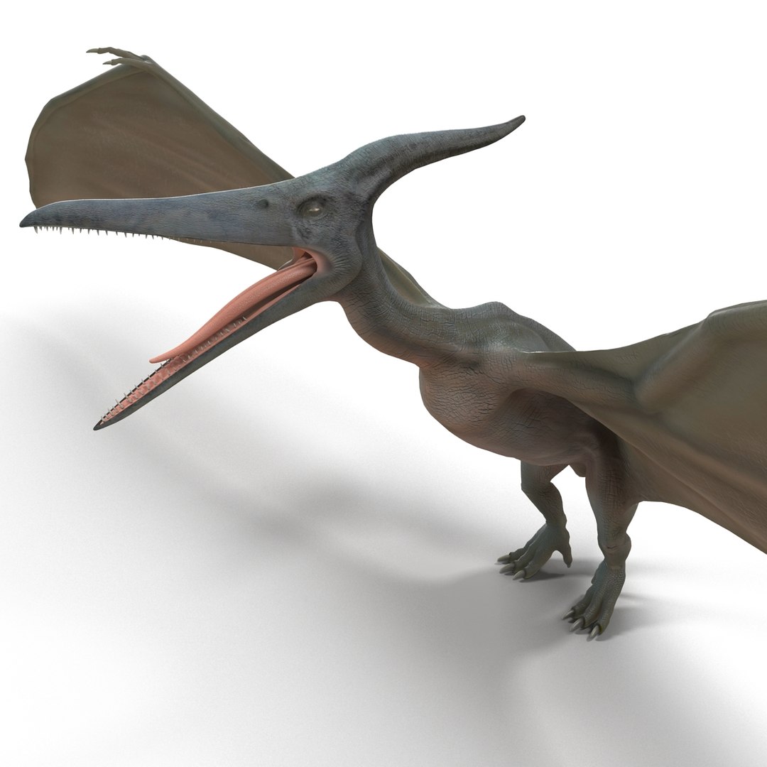 max pterodactyl https://p.turbosquid.com/ts-thumb/wr/AapZM4/vQ06ZxjU/pterodactyl_12/jpg/1407940952/1920x1080/fit_q87/f4499a54030ca532bc2bb11e4e0ba8b0b73b9ac0/pterodactyl_12.jpg