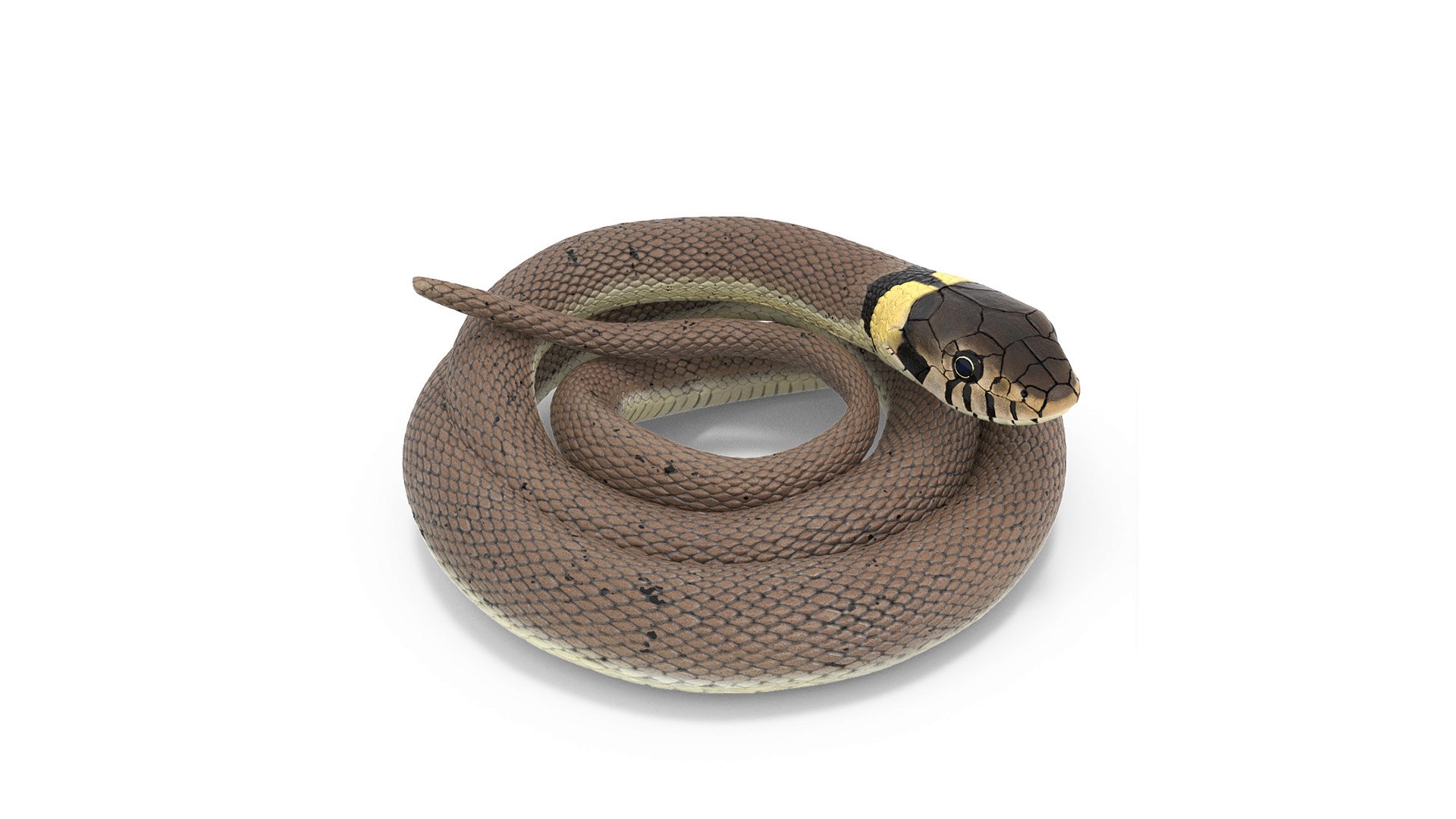 Ringed Snake Coiled 3D model preview