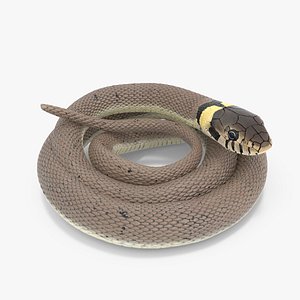 Ringed Snake Coiled