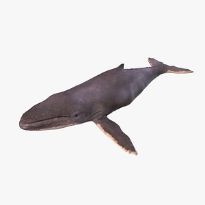 3D Humpback Whale